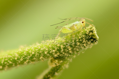 植物,放大效果,蚜虫,极限运动,绿色,水平画幅,纹理效果,荆棘,尖利,户外