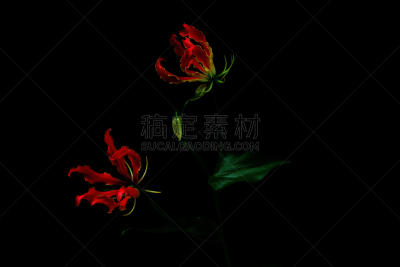 白色背景,留白,水平画幅,无人,日本,黑色背景,影棚拍摄,红色,热带气候,亚洲