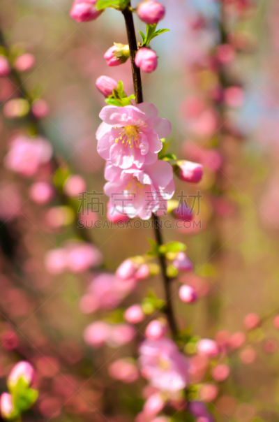 粉色,枝,灌木,自然美,杏仁核,三叶虫,脑,动物内脏,路易斯安那州,花卉商
