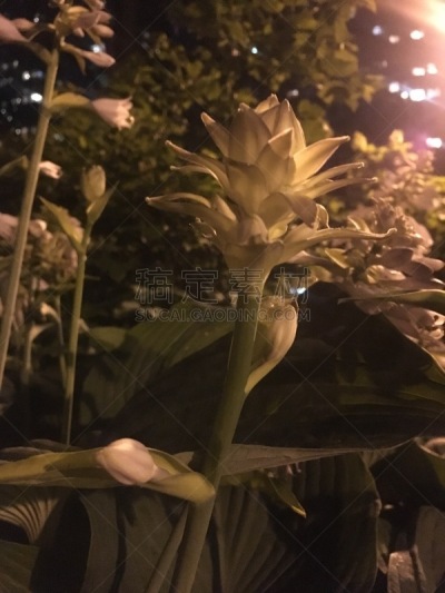 纽约州,纽约,曼哈顿,麦迪逊广场,花朵,室内过夜,六月,植物群,夜晚,夏天