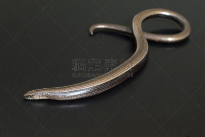 慢缺肢蜥,蚓螈,爬行纲,水平画幅,无人,动物,蜥蜴,德国,摄影