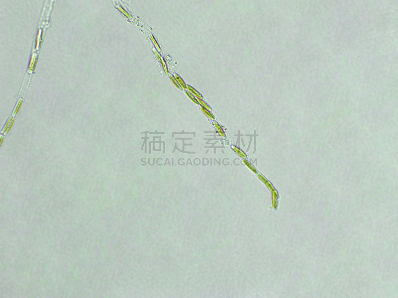 藻类,放大效果,在下面,生物燃料,显微镜,科学实验,生物课,细胞,池塘,细胞核