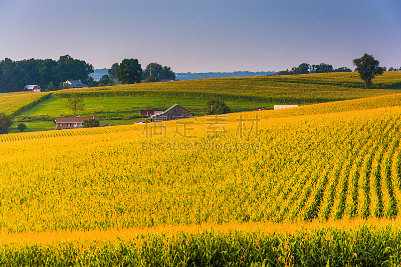 宾夕法尼亚,玉米,田地,自然,水平画幅,山,无人,蓝色,单车道,夏天