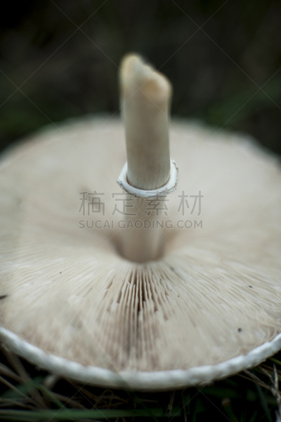 蘑菇,有毒物质,垂直画幅,褐色,苔藓,草,特写,毒蘑菇,真菌,伞形毒菌