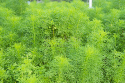 莳萝,清新,绿色背景,大特写,绿色,芳香的,水平画幅,枝繁叶茂,素食,夏天