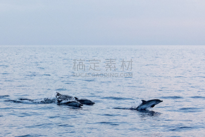 海豚,深蓝色的大海,水平画幅,无人,大西洋群岛,水下,野外动物,夏天,大西洋白脊豚,哺乳纲