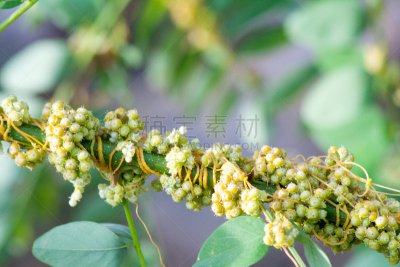 寄生的,植物群,大菟丝子,北美产大儿鱼,人类栖息地,长耳大野兔,拖引式降落伞运动,蚕豆,五边形,伊利诺斯州