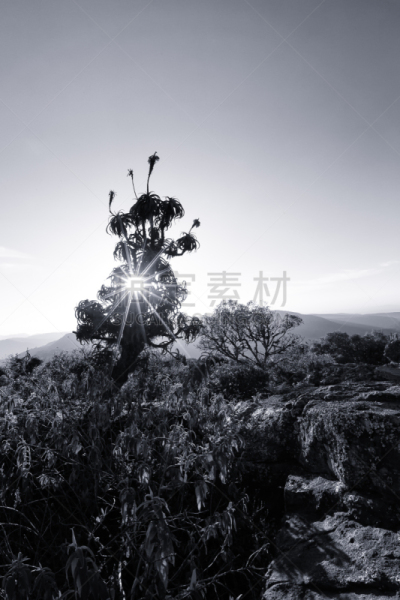 Aloe on high mountain rocks landscape at sunset clear skies artistic conversion