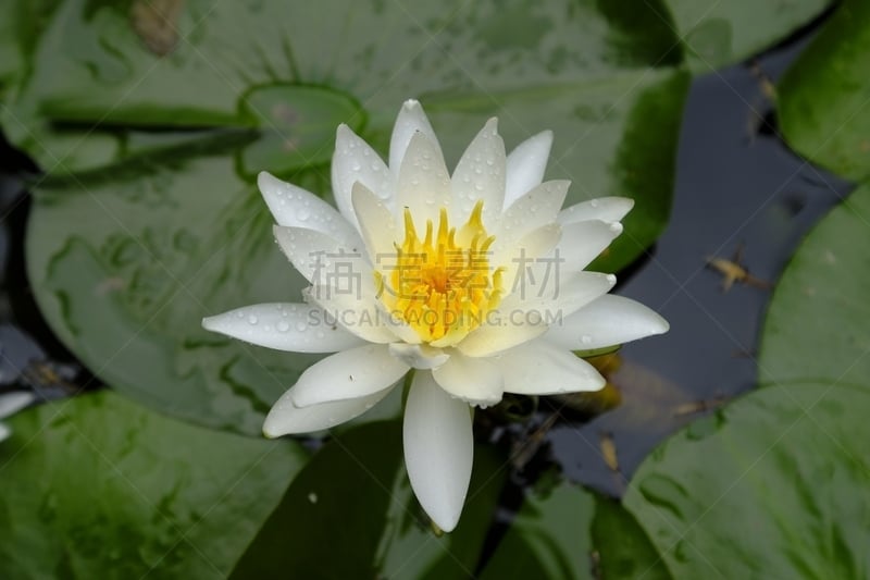 片山,京都府,睡莲,日本,美,京都市,雨,水平画幅,无人,夏天