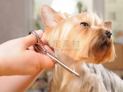 理毛行为,宠物美容店,宠物,个人随身用品,褐色,水平画幅,梗犬,动物身体部位,特写,专业人员