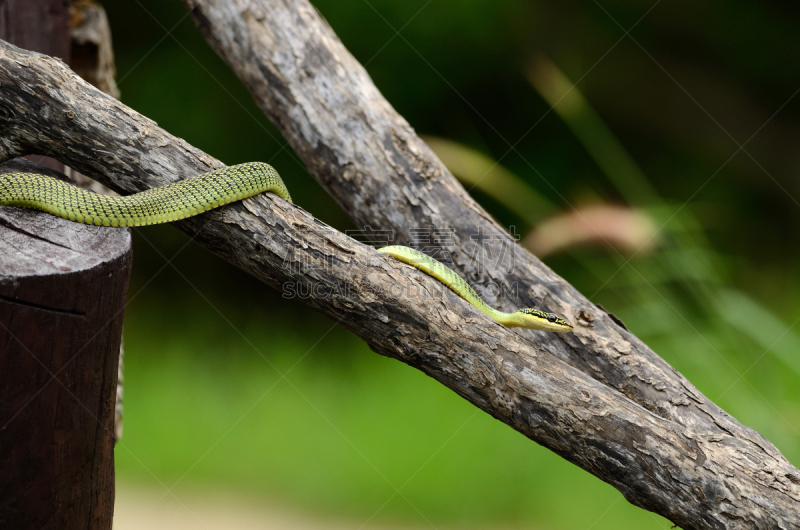 金色,树蛇,活力,洞,热带气候,野生动物,泰国,蛇,Paradise Tree Snake,自然美