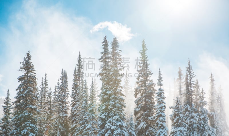 特写,雪,天空,蓝色,旅途,云景,云,松树,户外,高处