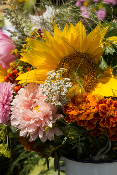 花束,草本,紫苑,八仙花属,无人,莳萝,开花时间间隔,花蕾,菊花,园艺