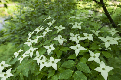 山茱萸,自然,水平画幅,绿色,无人,京畿道,夏天,户外,野生植物,野花