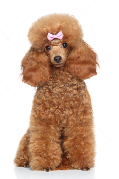 玩具贵宾犬,蝴蝶结,粉色,垂直画幅,美,褐色,纯种犬,小的,可爱的,肖像