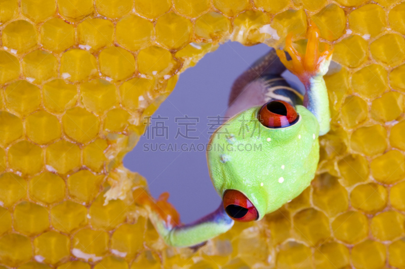 红眼树蛙,正面视角,南美,水平画幅,无人,巨大的,湿,生物学,充满的,动物主题