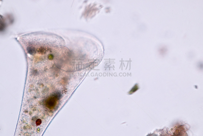 显微镜,小号,纤毛虫,代表,水彩画颜料,在下面,公亩,动物食性,阶调图片