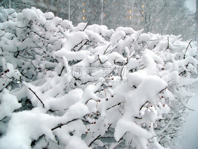 灌木,大风雪,2006年,chaparral,去角质,暴风雨,重的,水平画幅,雪