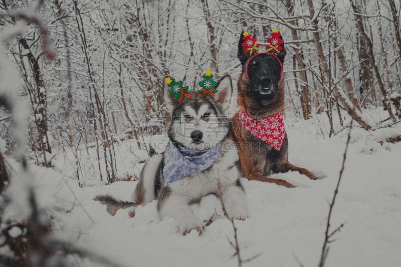 阿拉斯加雪橇犬,新年前夕,狗,牧羊人,水平画幅,雪,爱斯基摩犬,猎犬,哺乳纲