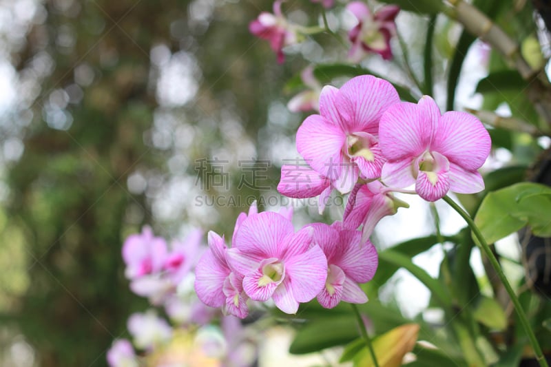 兰花,粉色,背景,菜园,仅一朵花,美,水平画幅,无人,古典式,夏天