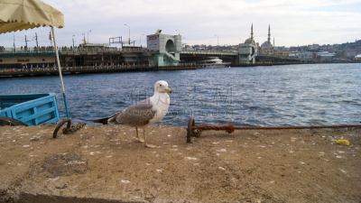 海鸥,海洋,看,加拉塔大桥,马尔马拉海,城市扩张,艾米诺努区,博斯普鲁斯海峡,水平画幅,鸟类