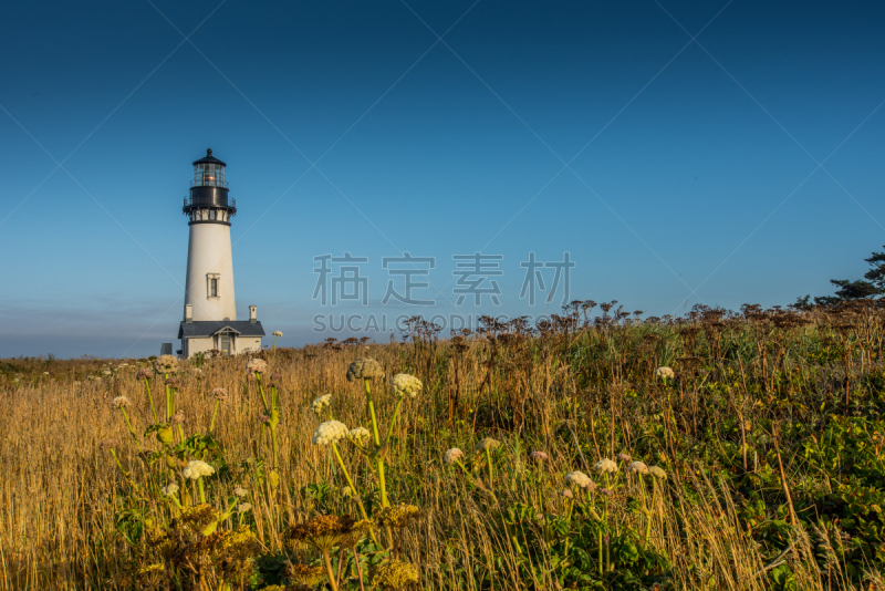 田地,野花,雅吉纳主灯塔,雅吉那湾灯塔,马利筋;,天空,俄勒冈州,俄勒冈郡,水平画幅,无人