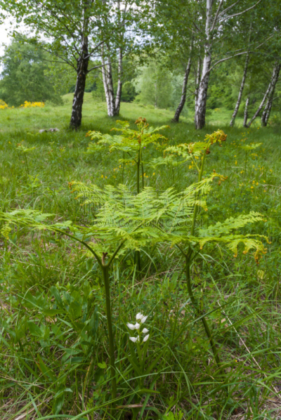 兰花,long leaved火烧兰,野生植物,自然,垂直画幅,无人,多色的,脆弱,摄影