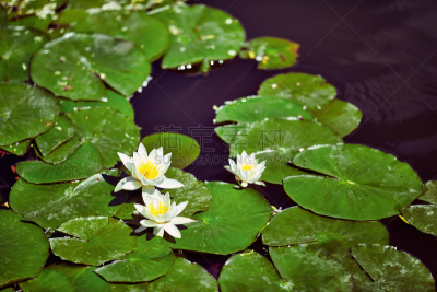 A beautiful  waterlily or lotus flower in pond