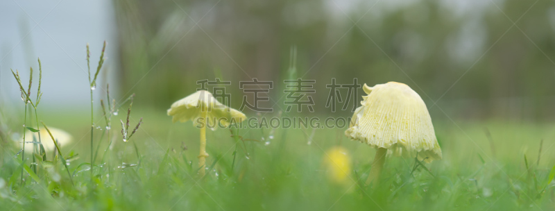 全景,蘑菇,雨,黄色,水,水平画幅,绿色,地形,无人,雨滴