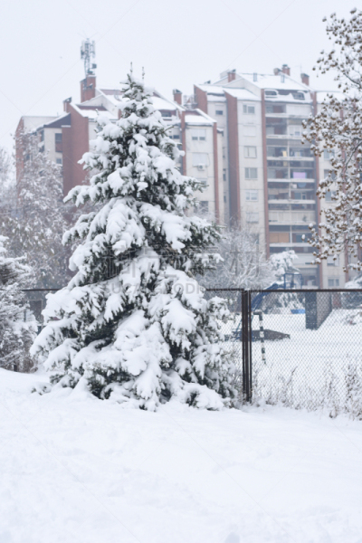 雪,松树,寒冷,清新,霜,公园,美国西部,杉树,植物,背景