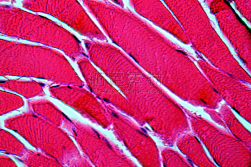 人类肌肉,氦,放大效果,玷污的,肌原纤维,卡夫食品公司,显微镜,显微图片,生理学