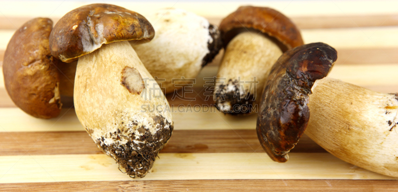 porcini mushroom,蘑菇,美味牛肝菌,褐色,水平画幅,无人,生食,夏天,组物体,特写