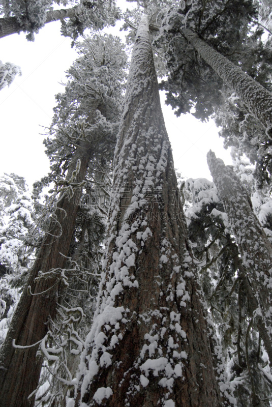 雷尼尔雪山,雪,森林,负担过重,吉福德平肖国家森林,花旗松,雨山国家公园,皮尔斯县,卡斯基德山脉,垂直画幅