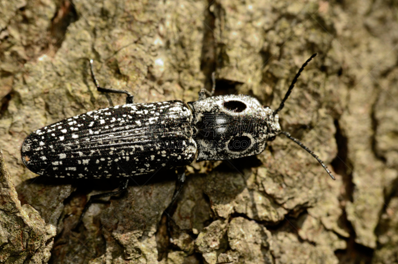 click beetle,自然,野生动物,水平画幅,无人,野外动物,特写,害虫,甲虫,动物