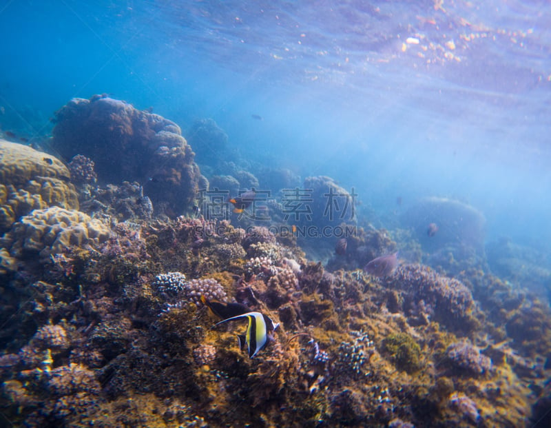 moorish idol,蝴蝶鱼,水下,地形,海洋,珊瑚,植物群,热带鱼,在之间,硬珊瑚