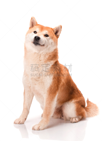 白色背景,垂直画幅,褐色,纯种犬,小的,可爱的,无人,小狗,海老寿司,犬科的