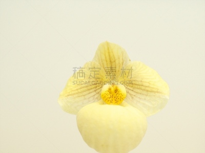 地球,美,留白,水平画幅,无人,蝴蝶兰,特写,花蕾,拉昂,东南亚
