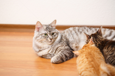 猫,小猫,千岛群岛,住宅房间,水平画幅,可爱的,嬉戏的,家畜,猫科动物,完美