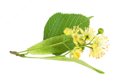 清新,叶子,欧锻树,白色背景,分离着色,水平画幅,无人,梅花,健康,夏天