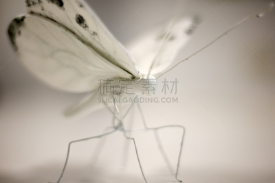 白蝴蝶,美,水平画幅,蝴蝶,动物身体部位,茧,野外动物,夏天,现代