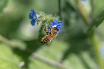 蜜蜂,蓝盆花,春天,黄色,白色,紫色,绿色,蓝色,美,背景