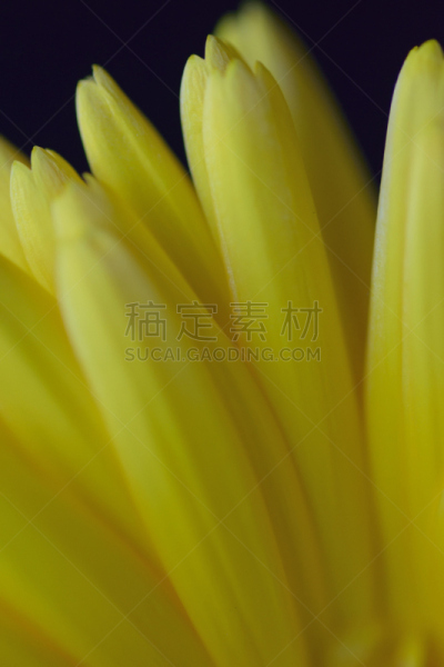 纹理,分离着色,黄色,大特写,花瓣,黑色背景,gilia,锦葵属,大丽花属,生态旅游
