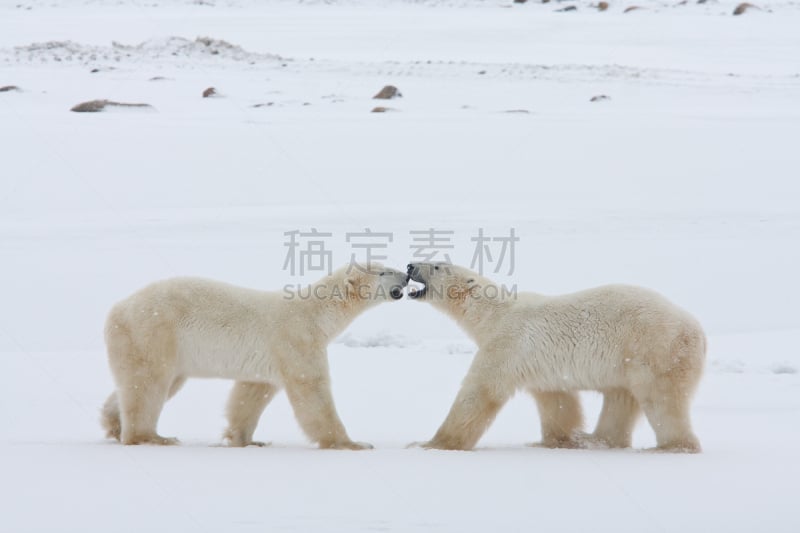 北极熊,水平画幅,马尼托巴湖,无人,北极点,丘吉尔镇,雄性动物,一只动物,冻原,力量