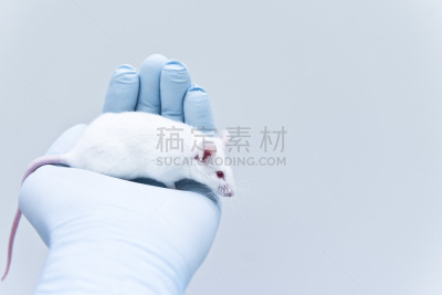 白色,动物手,鼠,研究人员,圣伯纳犬,生物科技,水平画幅,老鼠,科学实验