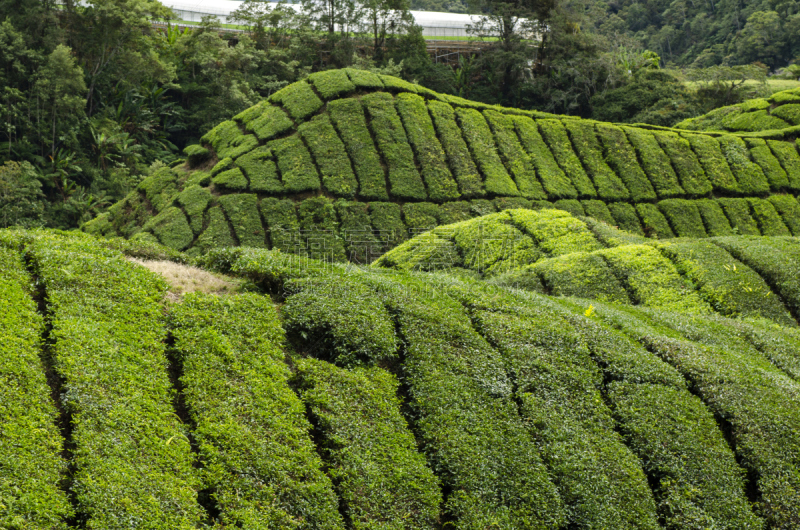 茶树,马来西亚,风景,自然,苏格兰高地,自然美,卡梅伦蒙大纳,天空,水平画幅,山