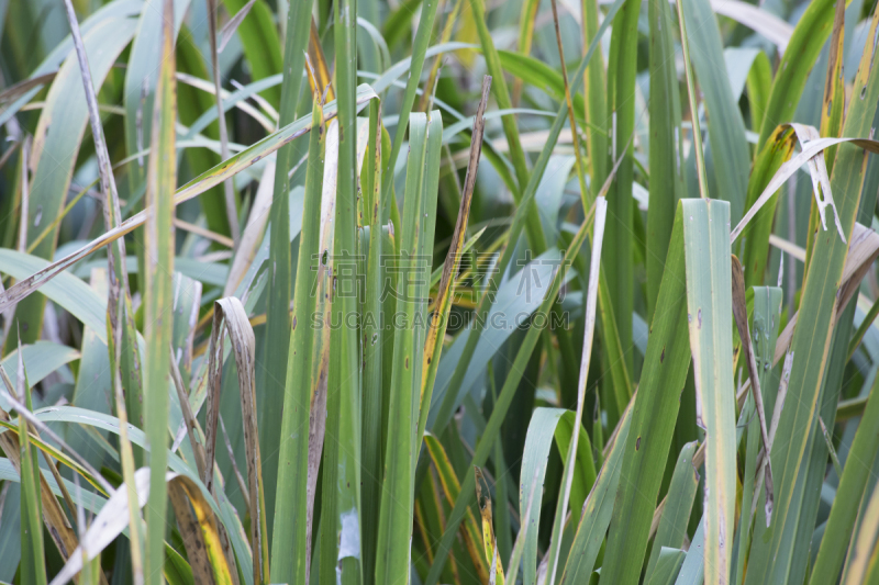 沼泽,草,水,美,褐色,水平画幅,无人,在边上,夏天,水库