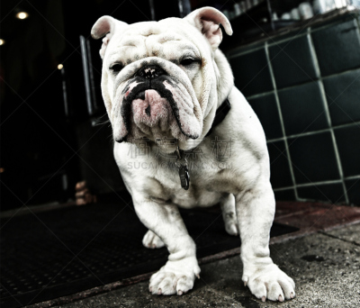 英格兰斗牛犬,美国,纯种犬,水平画幅,无人,动物,狗,斗牛犬,摄影