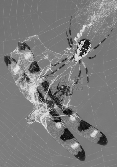 断纹金蛛,蜘蛛,蜻蜓,垂直画幅,无人,蜘蛛纲,怪异,特写,彩色图片,多毛的