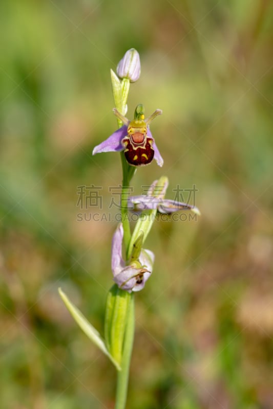 兰花,蜜蜂,野生植物,垂直画幅,无人,园艺,贝德福德郡,夏天,户外,草