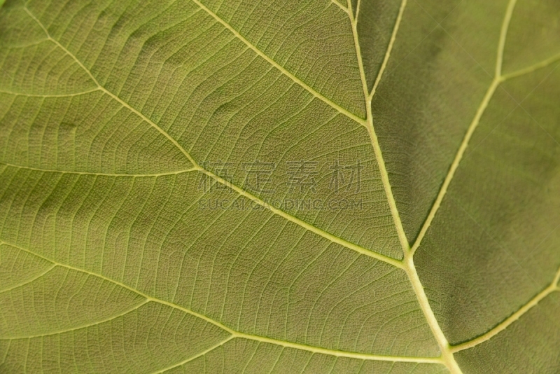 褐色,叶子,叶脉,细胞分裂,叶表皮,叶绿素,光合作用,静脉,枝繁叶茂,绘画插图